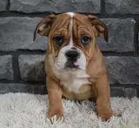 Penny , a female English Bulldog and Beagle for sale in Berlin, OH – Photo 2 of 5