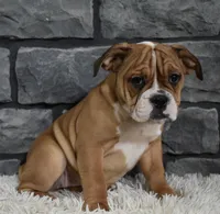 Penny , a female English Bulldog and Beagle for sale in Berlin, OH – Photo 3 of 5