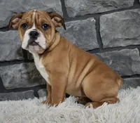 Penny , a female English Bulldog and Beagle for sale in Berlin, OH – Photo 5 of 5