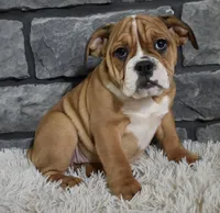 Penny , a female English Bulldog and Beagle for sale in Berlin, OH – Photo 4 of 5