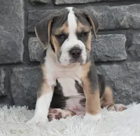 Tater, a male English Bulldog and Beagle for sale in Berlin, OH – 2 of 6