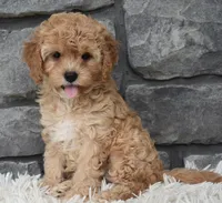 Maggie , a female Cavapoo for sale in Berlin, OH – 1 of 5