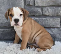 Blossom , a female English Bulldog and Beagle for sale in Berlin, OH – 2 of 5