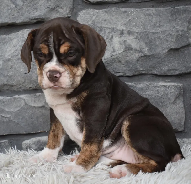 Trixie – English Bulldog, Beagle puppy for sale in Berlin, OH
