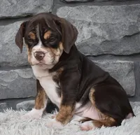 Trixie, a female English Bulldog and Beagle for sale in Berlin, OH – 1 of 4