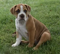 Bella , a female English Bulldog and Beagle for sale in Berlin, OH – 4 of 5
