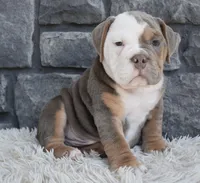 Bentley , a male English Bulldog and Beagle for sale in Berlin, OH – 4 of 5