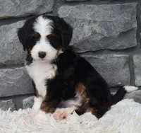 Cinnamon , a female Miniature Bernedoodle for sale in Berlin, OH – 6 of 10