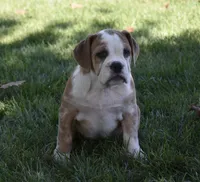 Brinley , a female English Bulldog and Beagle for sale in Berlin, OH – 3 of 7