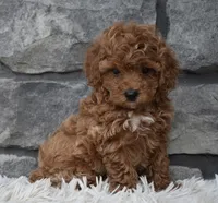 Cupcake , a female Poodle - Toy  for sale in Berlin, OH – 2 of 8