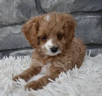 Sophie , a female Cavapoo for sale in Berlin, OH – Photo 2 of 6