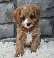 Sophie , a female Cavapoo for sale in Berlin, OH – Photo 1 of 6