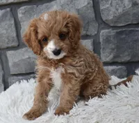 Sophie , a female Cavapoo for sale in Berlin, OH – Photo 6 of 6