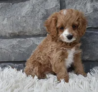Sophie , a female Cavapoo for sale in Berlin, OH – Photo 4 of 6