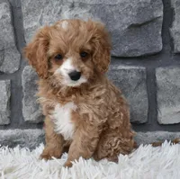 Sophie , a female Cavapoo for sale in Berlin, OH – Photo 3 of 6