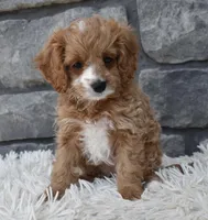 Sophie , a female Cavapoo for sale in Berlin, OH – Photo 5 of 6