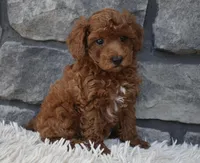 Charlie , a male Poodle - Toy  for sale in Berlin, OH – 7 of 8