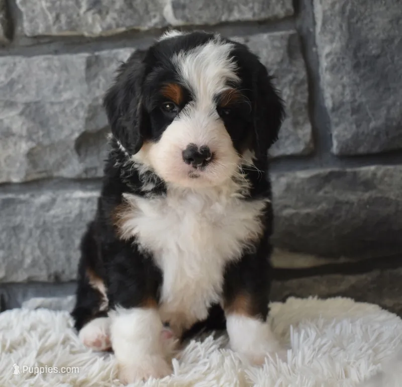 Chief  – Miniature Bernedoodle puppy for sale in Berlin, OH