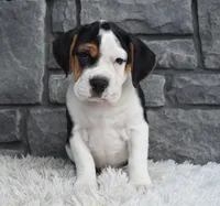Alice , a female English Bulldog and Beagle for sale in Berlin, OH – 2 of 4