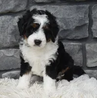 Carly , a female Miniature Bernedoodle for sale in Berlin, OH – 8 of 8