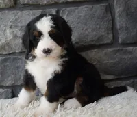 Chief , a male Miniature Bernedoodle for sale in Berlin, OH – 4 of 6