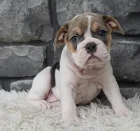Molly, a female English Bulldog and Beagle for sale in Berlin, OH – 5 of 5