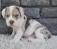 Bailey , a female English Bulldog and Beagle for sale in Berlin, OH – 5 of 5