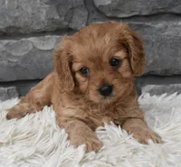 Millie, a female Cavapoo for sale in Berlin, OH – 4 of 7
