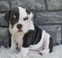 Bella , a female English Bulldog and Beagle for sale in Berlin, OH – 5 of 5