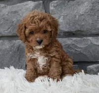 River, a female Cavapoo for sale in Berlin, OH – 5 of 7