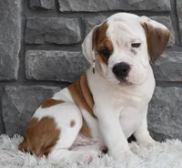 Murphy , a male English Bulldog and Beagle for sale in Berlin, OH – 4 of 4