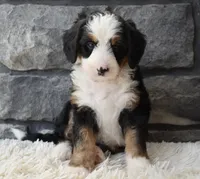 Chloe , a female Miniature Bernedoodle for sale in Berlin, OH – 3 of 5