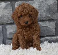 Cuddles, a male Poodle - Toy  for sale in Berlin, OH – 3 of 6