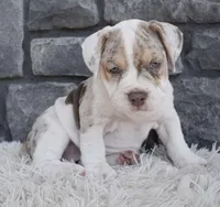 Bailey , a female English Bulldog and Beagle for sale in Berlin, OH – 4 of 5