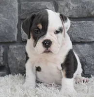 Bella , a female English Bulldog and Beagle for sale in Berlin, OH – 2 of 5