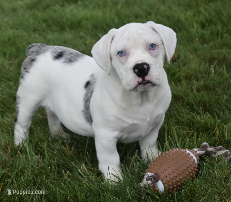 Ava – English Bulldog, Beagle puppy for sale in Berlin, OH
