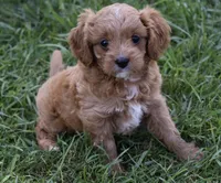 Lily, a female Cavapoo for sale in Berlin, OH – 5 of 9