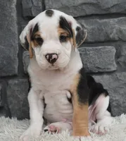 Tucker, a male English Bulldog and Beagle for sale in Berlin, OH – 4 of 5