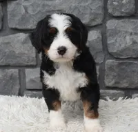 Cinnamon , a female Miniature Bernedoodle for sale in Berlin, OH – 2 of 10