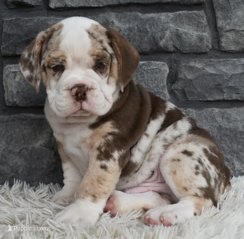 Tank – English Bulldog, Beagle puppy on hold in Berlin, OH