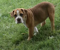 Bella , a female English Bulldog and Beagle for sale in Berlin, OH – 2 of 5