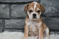 Trixie, a female English Bulldog and Beagle for sale in Berlin, OH – 5 of 5