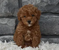 Cinnamon , a female Poodle - Toy  for sale in Berlin, OH – 7 of 8