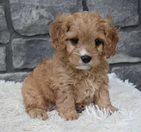 Rocky, a male Cavapoo for sale in Berlin, OH – 1 of 6