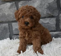 Cash , a male Poodle - Toy  for sale in Berlin, OH – 8 of 9
