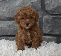 Cinnamon , a female Poodle - Toy  for sale in Berlin, OH – 4 of 8