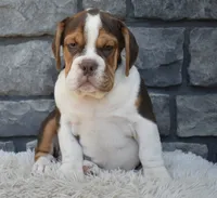 Bruno , a male English Bulldog and Beagle for sale in Berlin, OH – 4 of 5