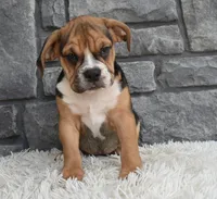 Marley , a female English Bulldog and Beagle for sale in Berlin, OH – 4 of 4