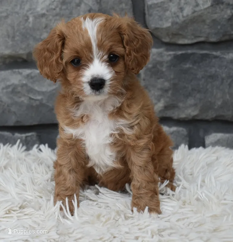 Remi – Cavapoo puppy for sale in Berlin, OH