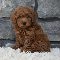 Cash , a male Poodle - Toy  for sale in Berlin, OH – 3 of 8